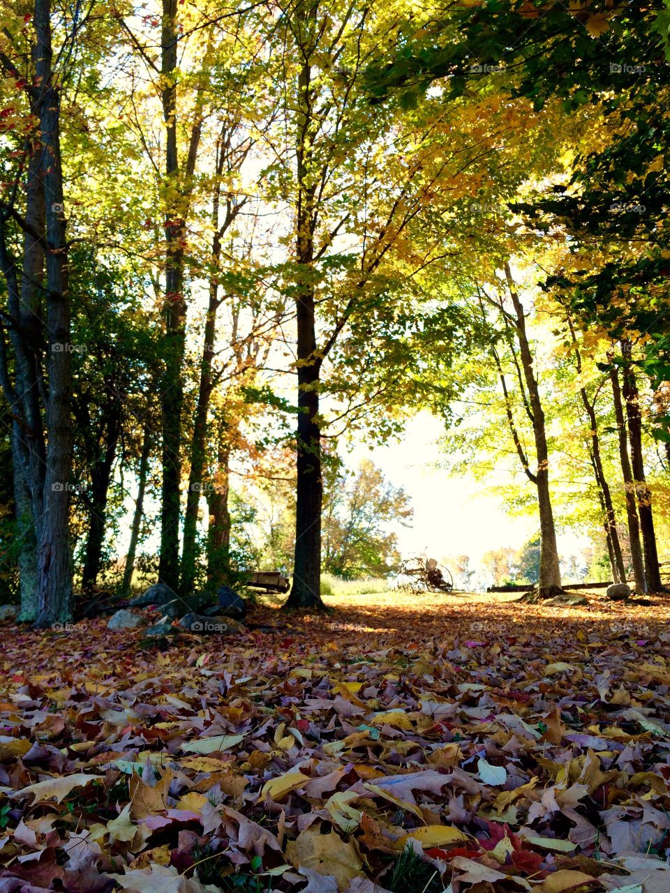 Sunlight passing on the trees