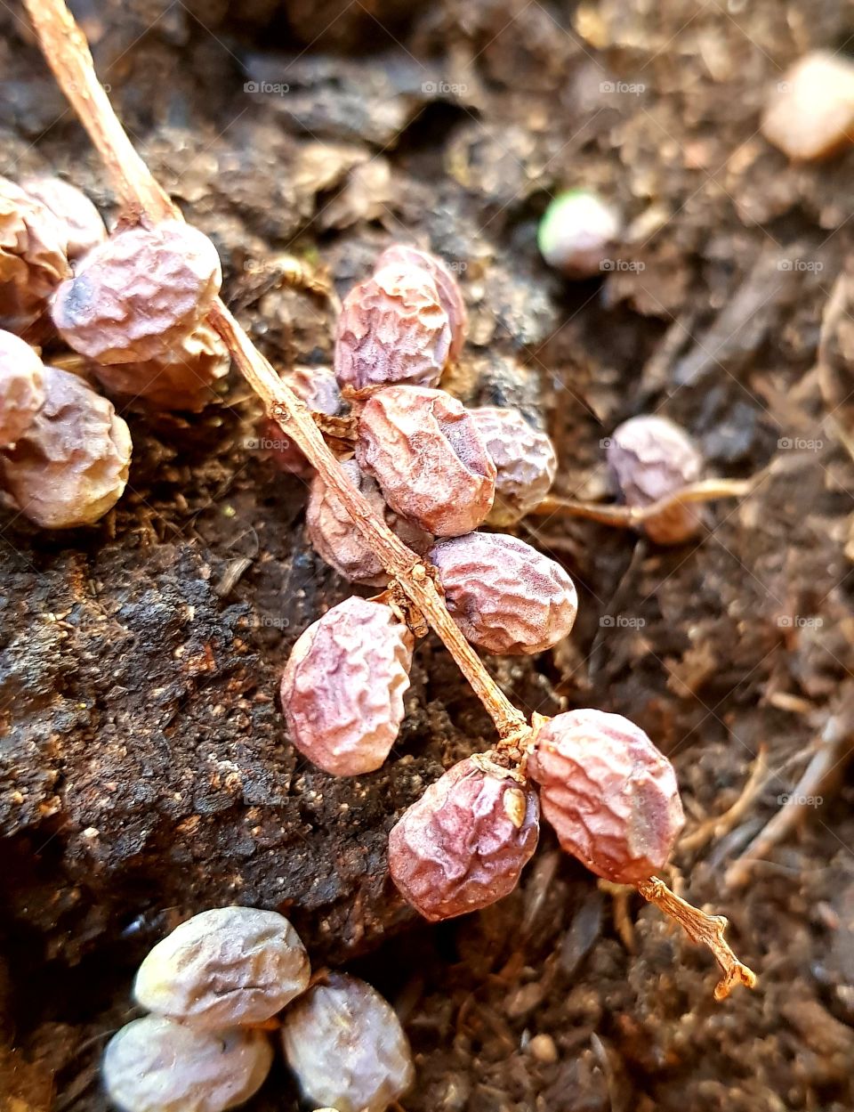 seeds drying