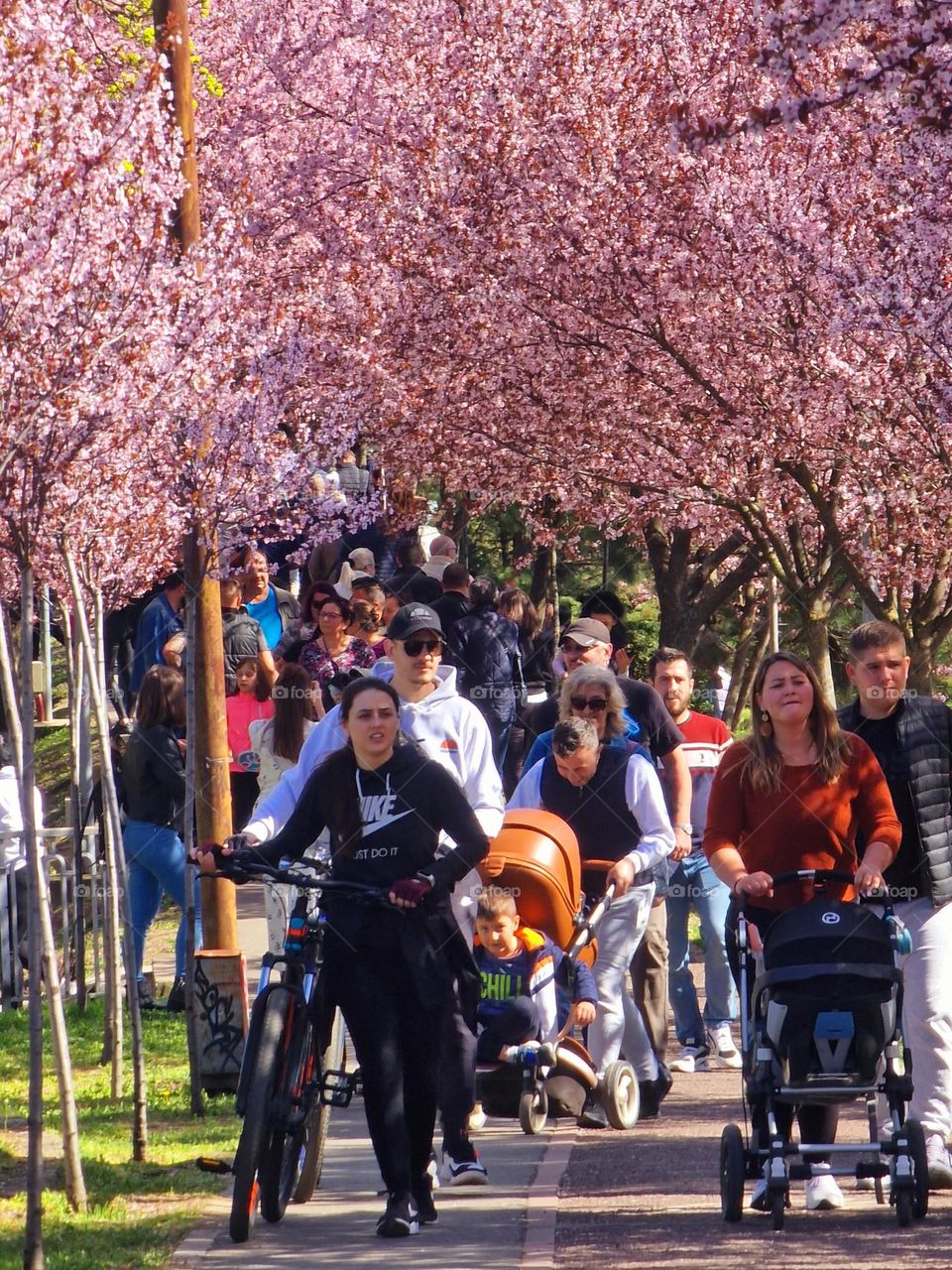 the alley with Japanese cherry trees in Timisoara