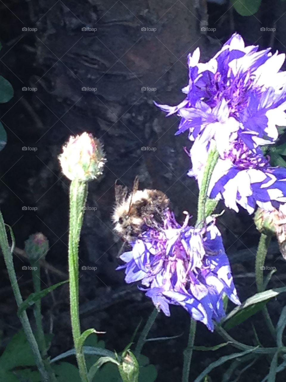 Bee in the flowers