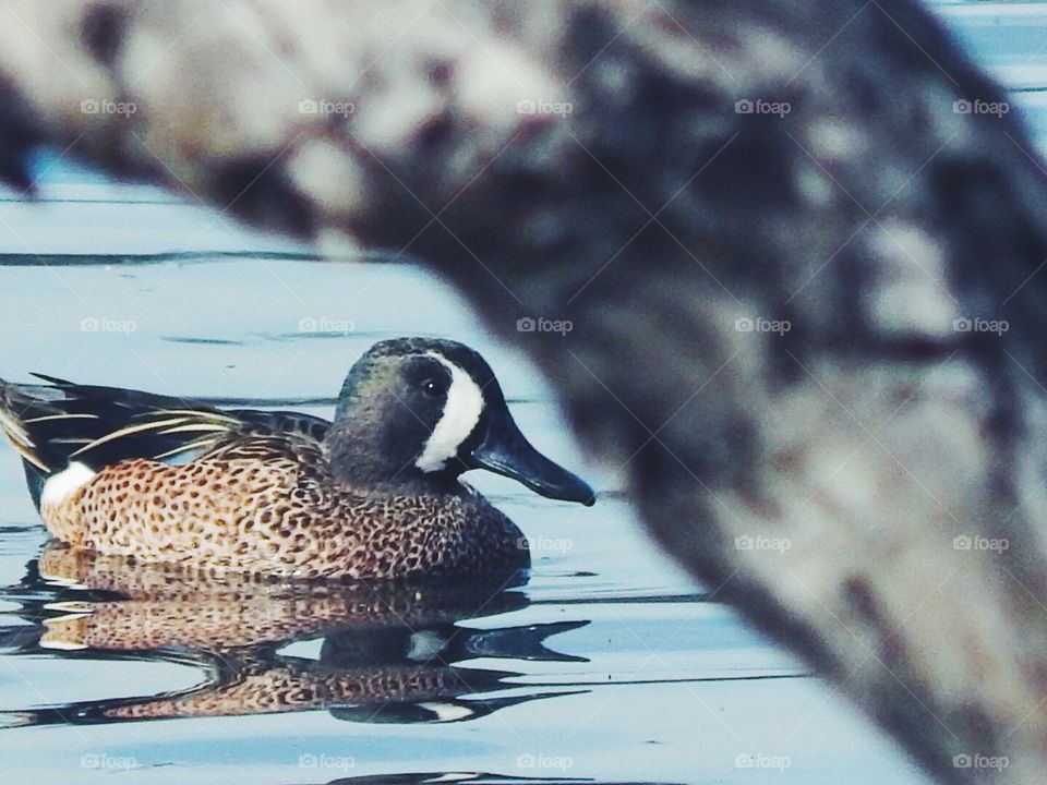 Blue Winged Teal