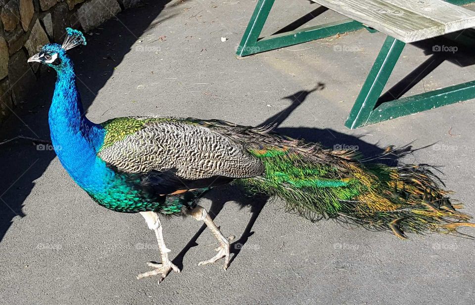 peacock shadow