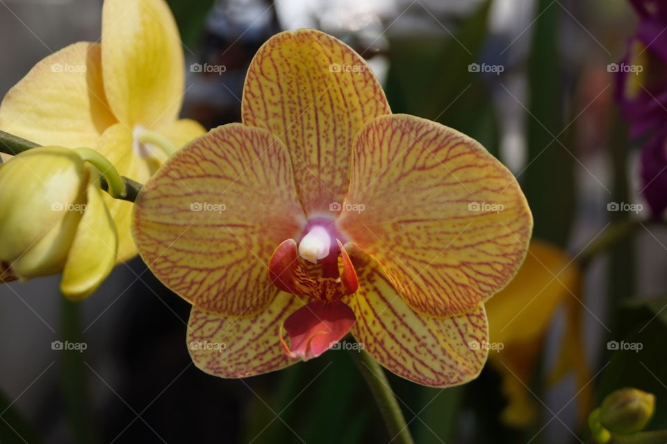 orange orchid with red veins
