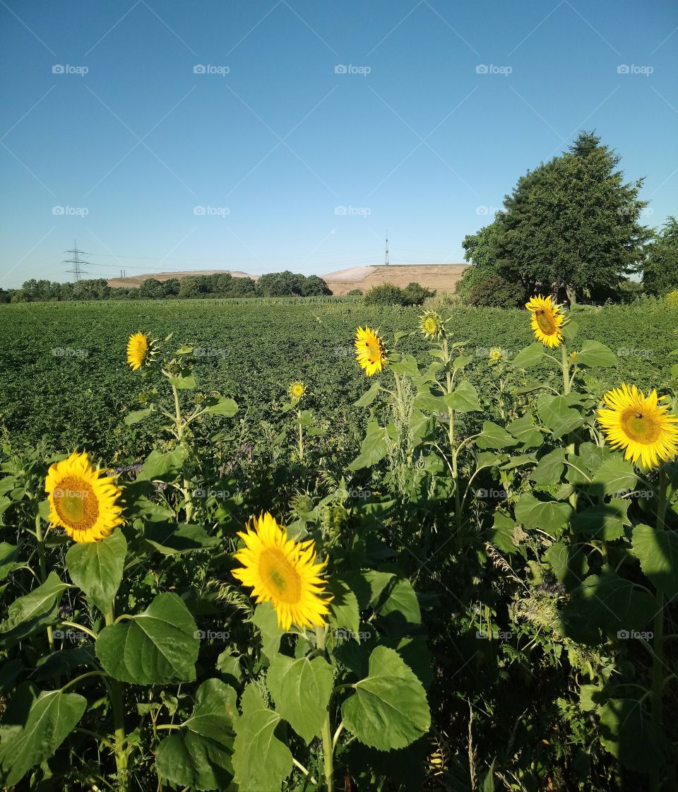 Sunflowerfield
