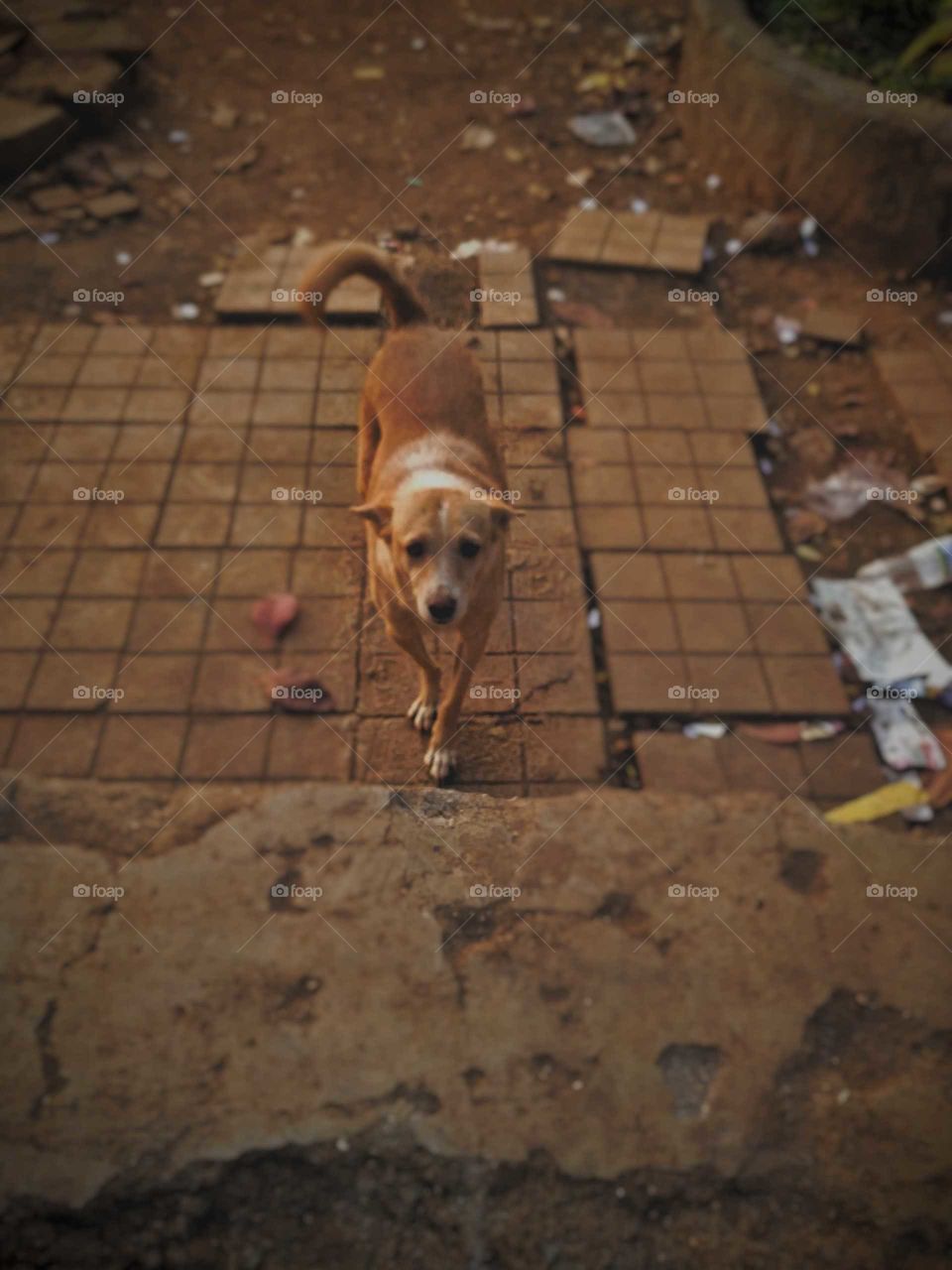 Dogs in India