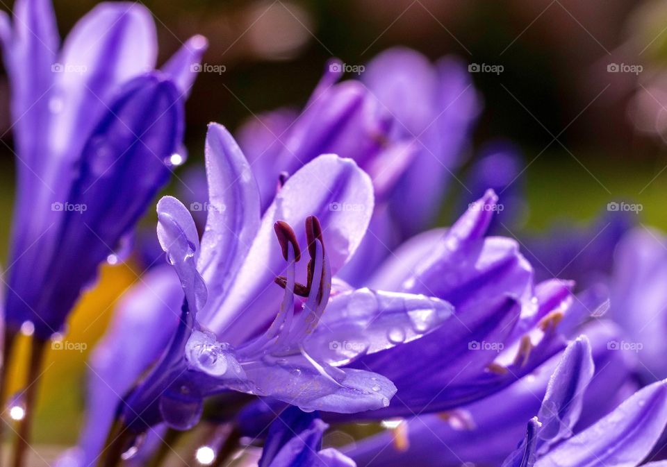 Lavender flowers with dew in the morning sunlight 