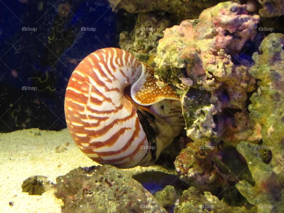 Nautilus Swimming