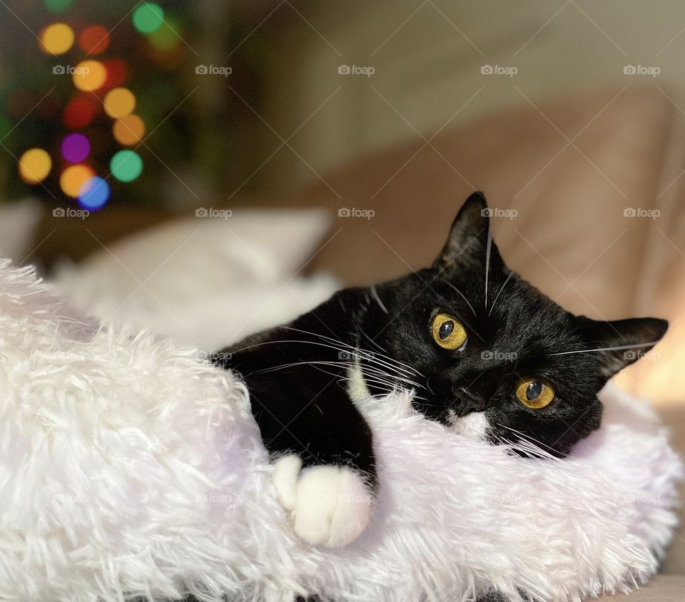 Cute tuxedo cat lying in a plush, white cat bed beside a colorful tree of lights 