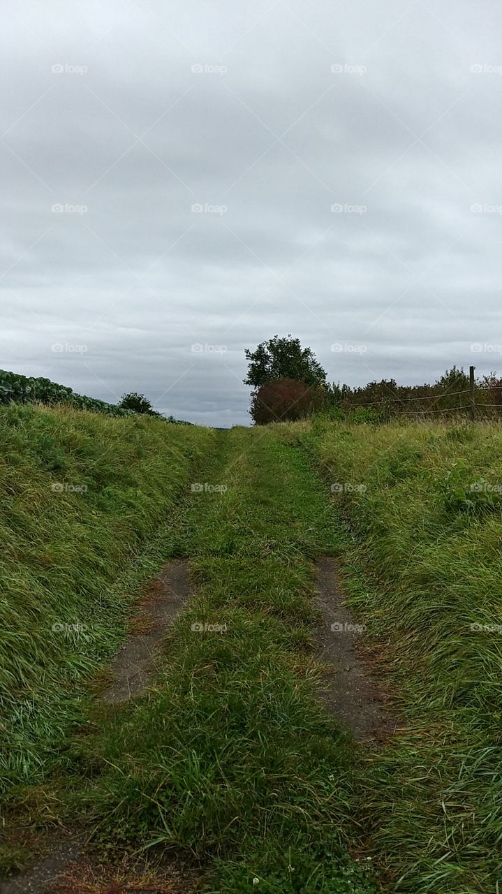 a small path