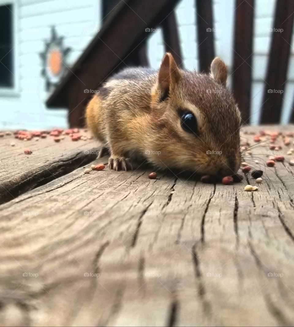 Chipmunk Eating Seeds