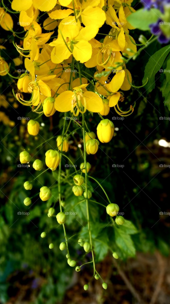 yellow flowers