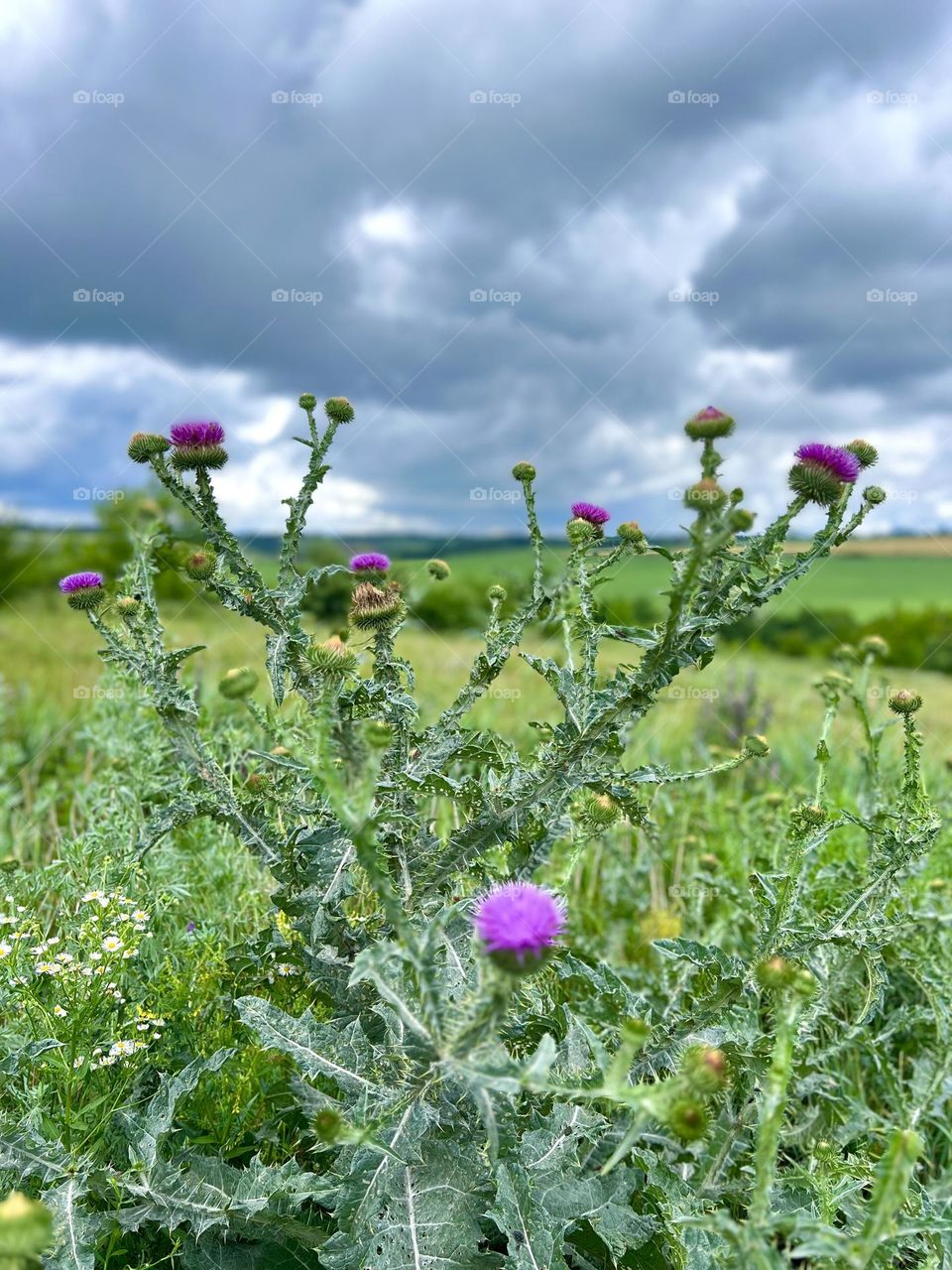 Nature and plants and sky