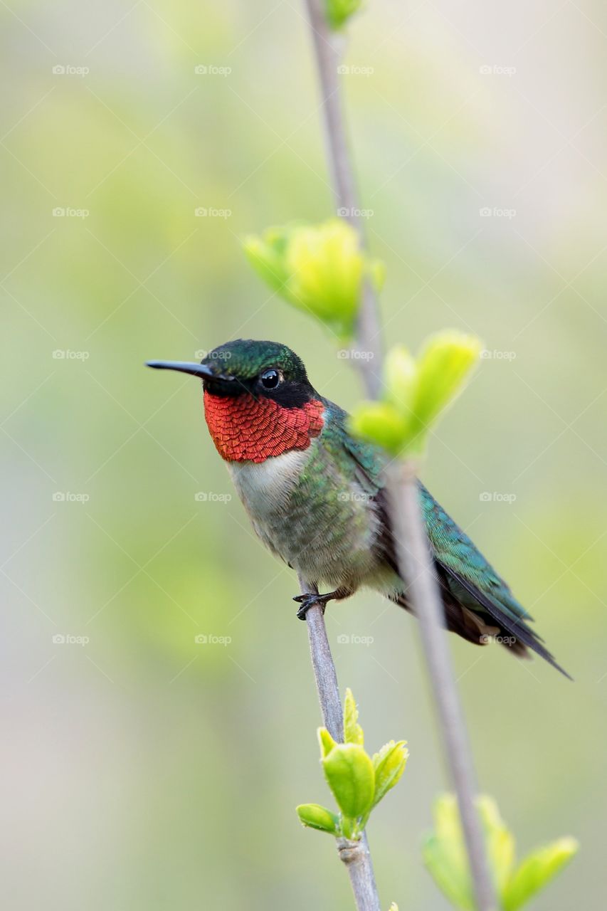 male hummingbird.