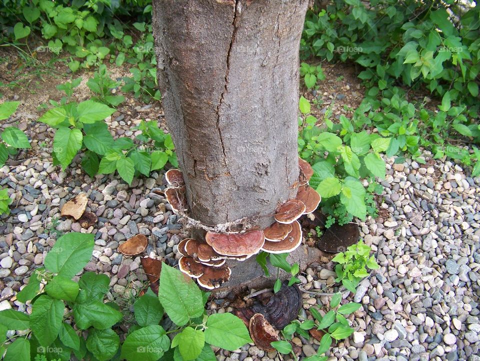 Mushrooms?. Mushroom Trunk