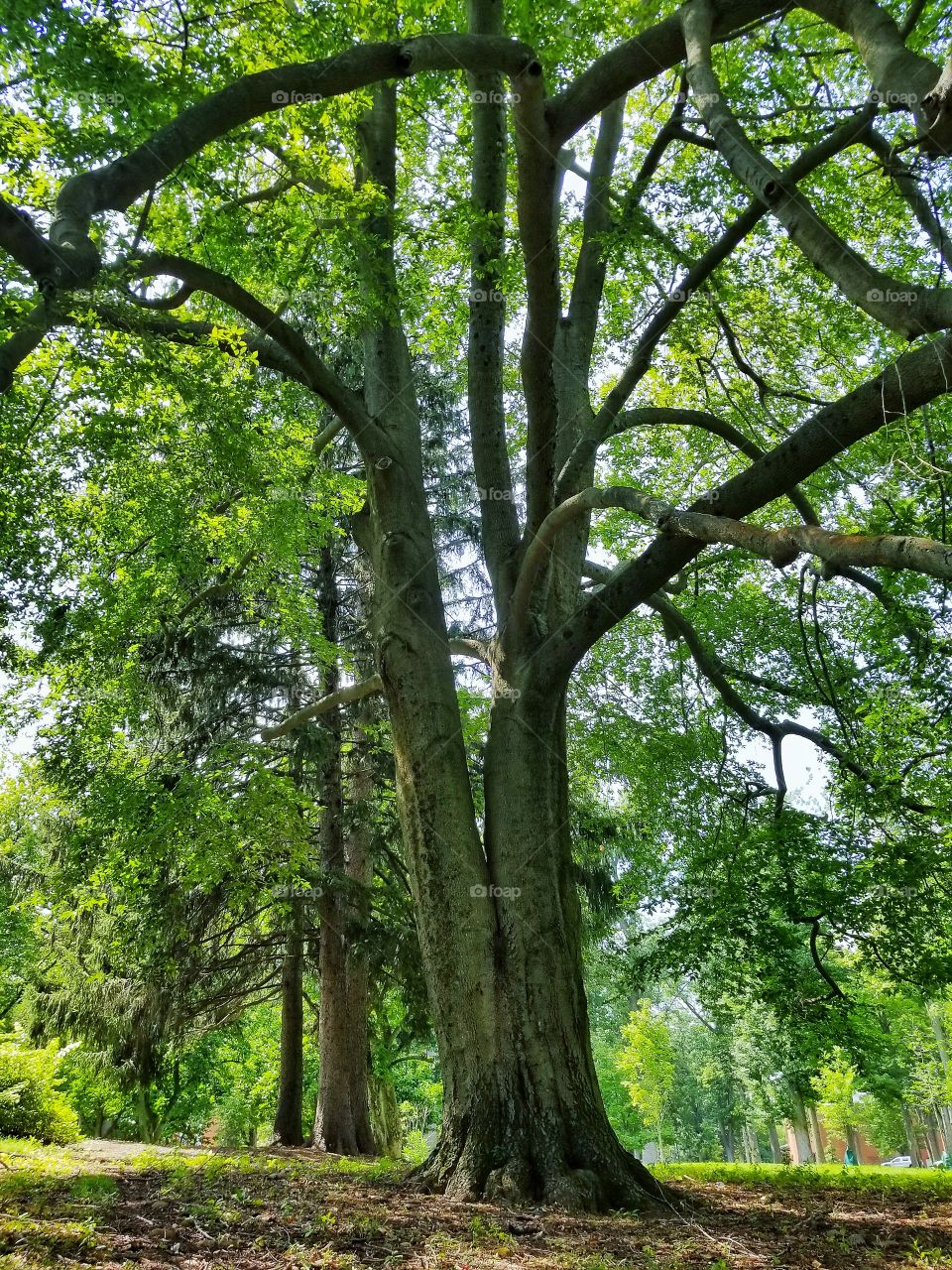 gigantic old tree looms over campus