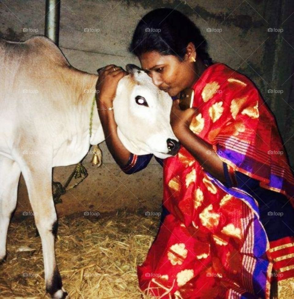 this fastival for cow