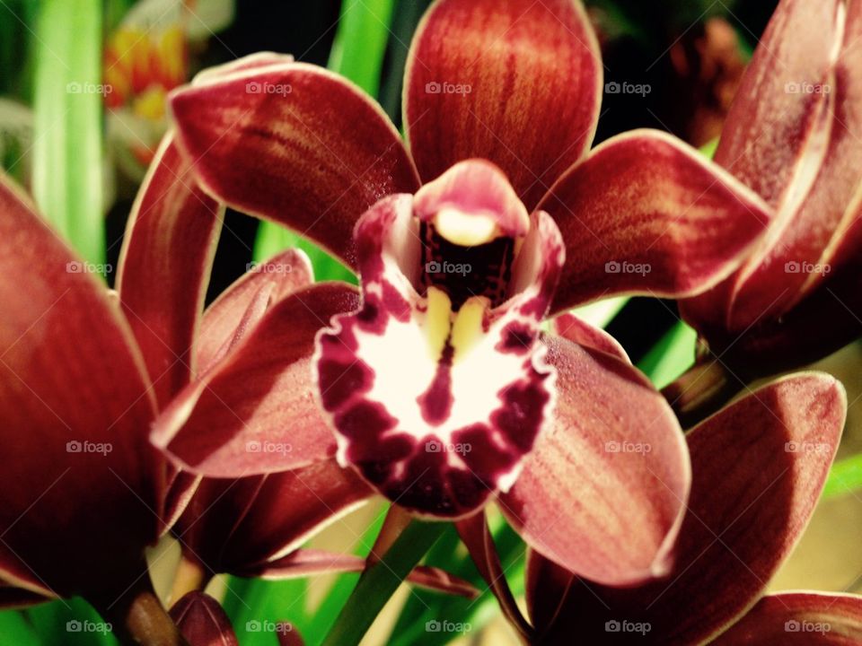 Stunning orchid