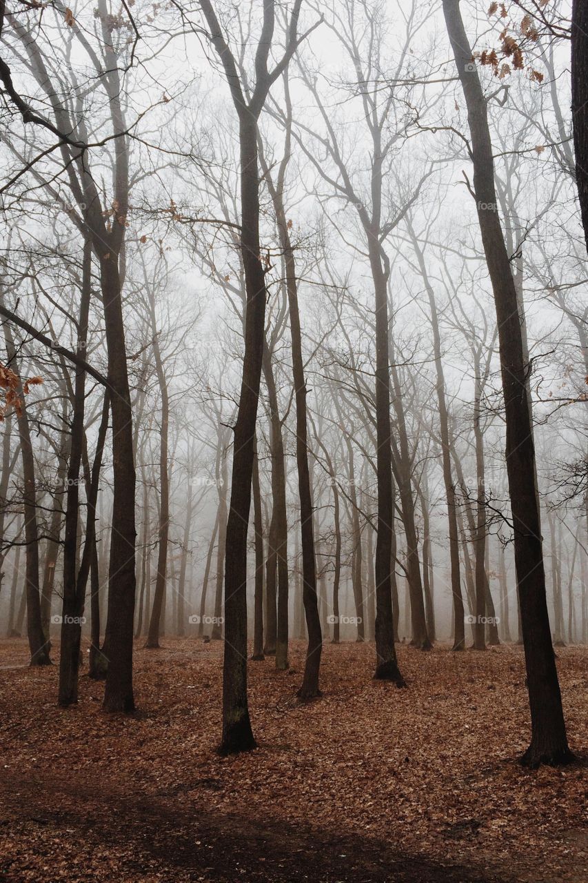 Trees in autumn