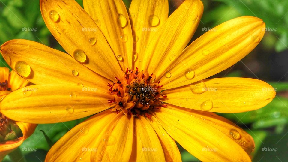 Just a lovely yellow flower