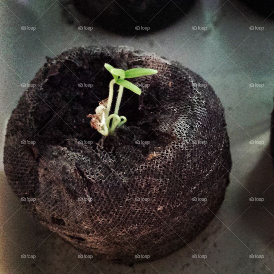 Tomato Seedling in Urban Garden