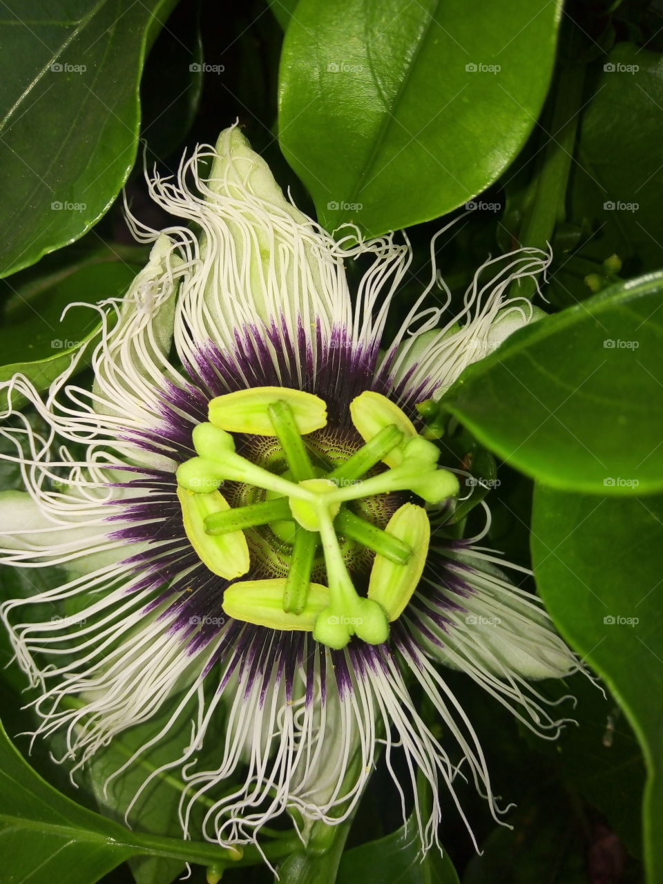 flor de maracujá