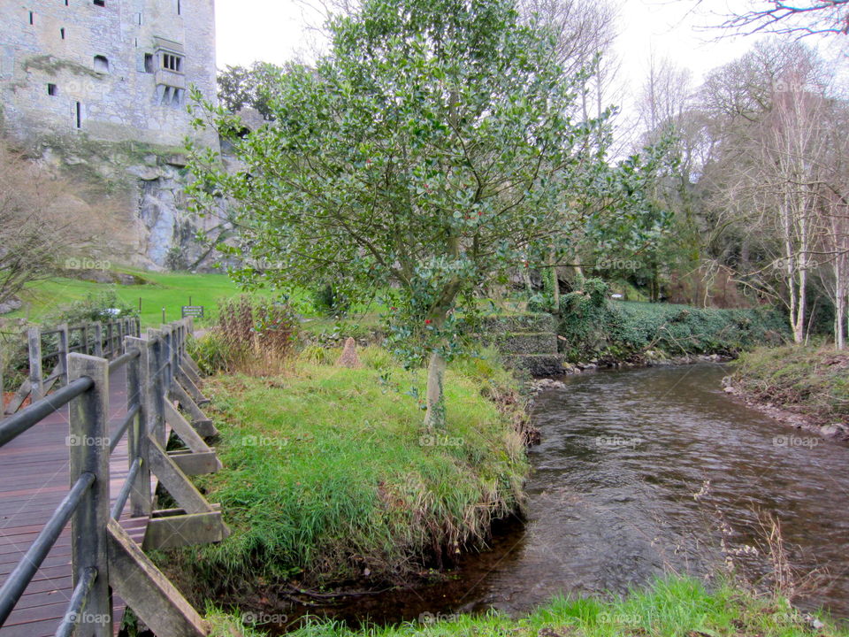 Nature, Landscape, Water, Wood, No Person