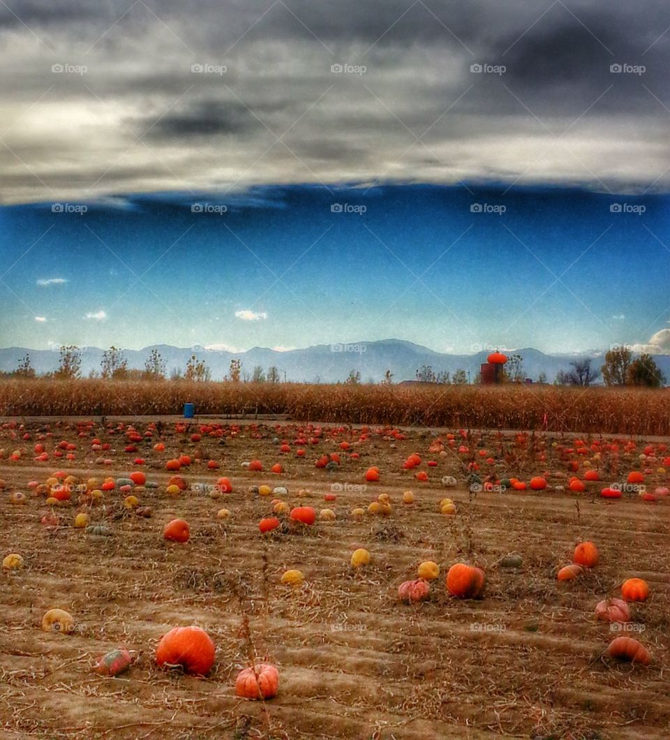 Pumpkin Patch