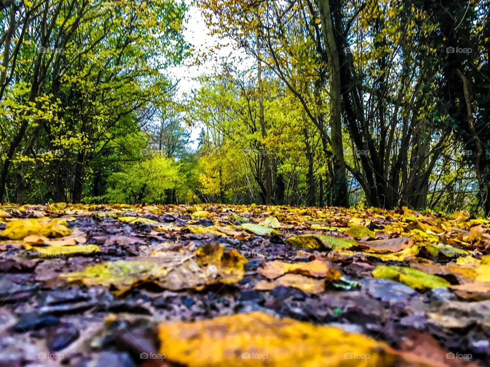 Leaf, Fall, Nature, Wood, Landscape