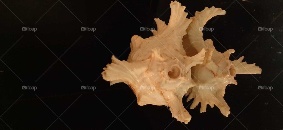 shape is every where.