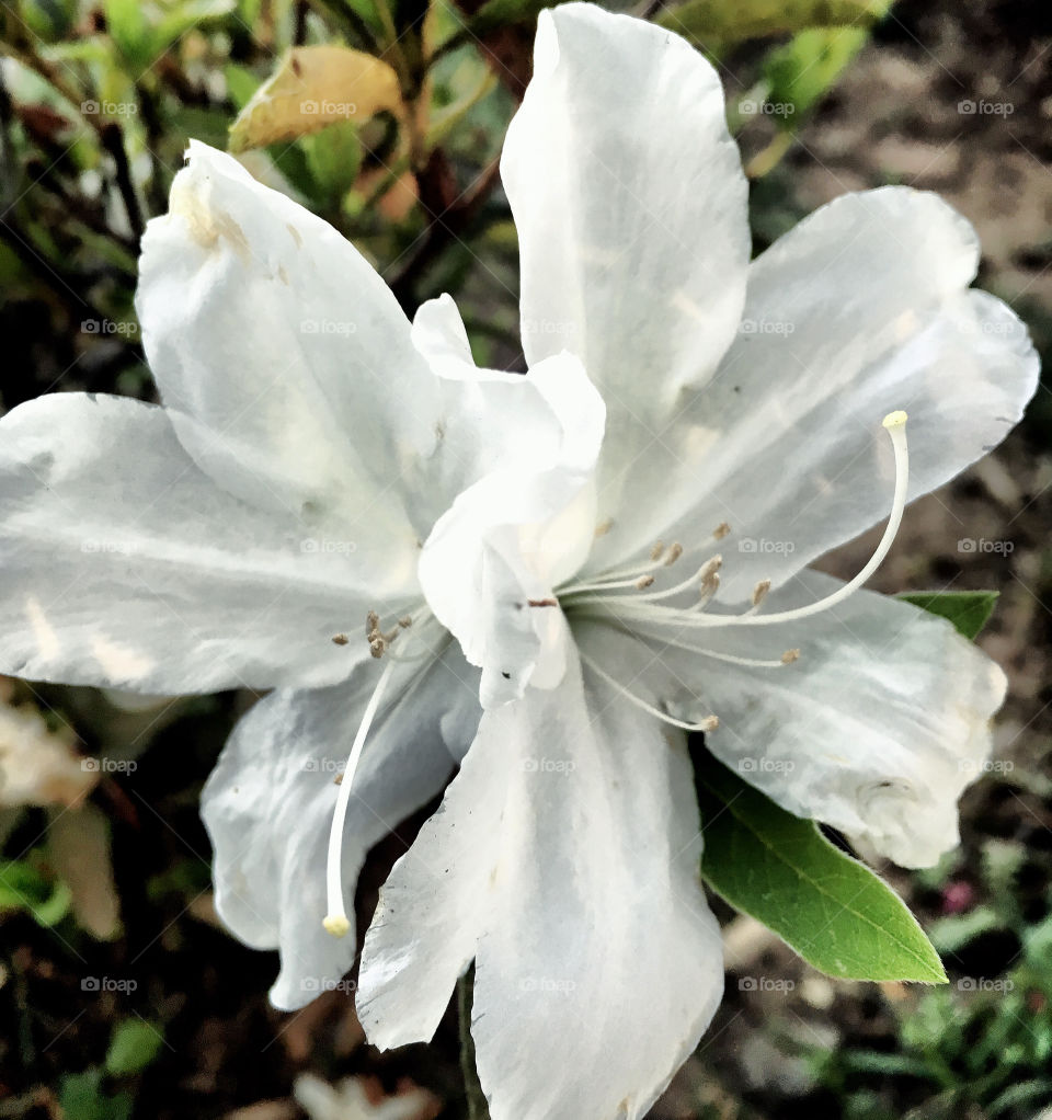 🌹 🇺🇸 Very beautiful flowers to brighten our day.  Live nature and its beauty. Did you like the delicate petals? / 🇧🇷 Flores muito bonitas para alegrar nosso dia. Viva a natureza e sua beleza. Gostaram das pétalas delicadas? 