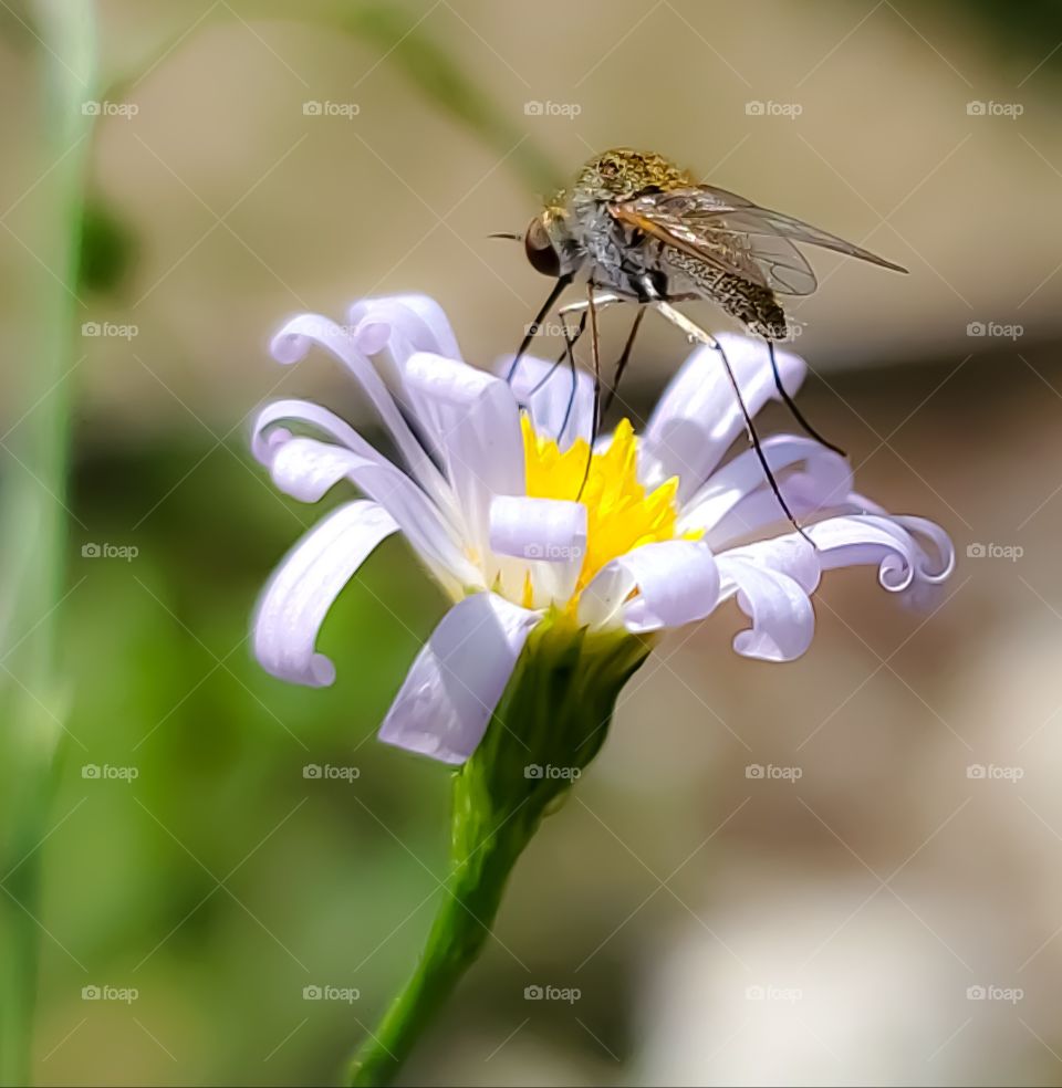 Macro of tiny insect feeding on nectar from a tiny light purple, white and yellow wild flower.