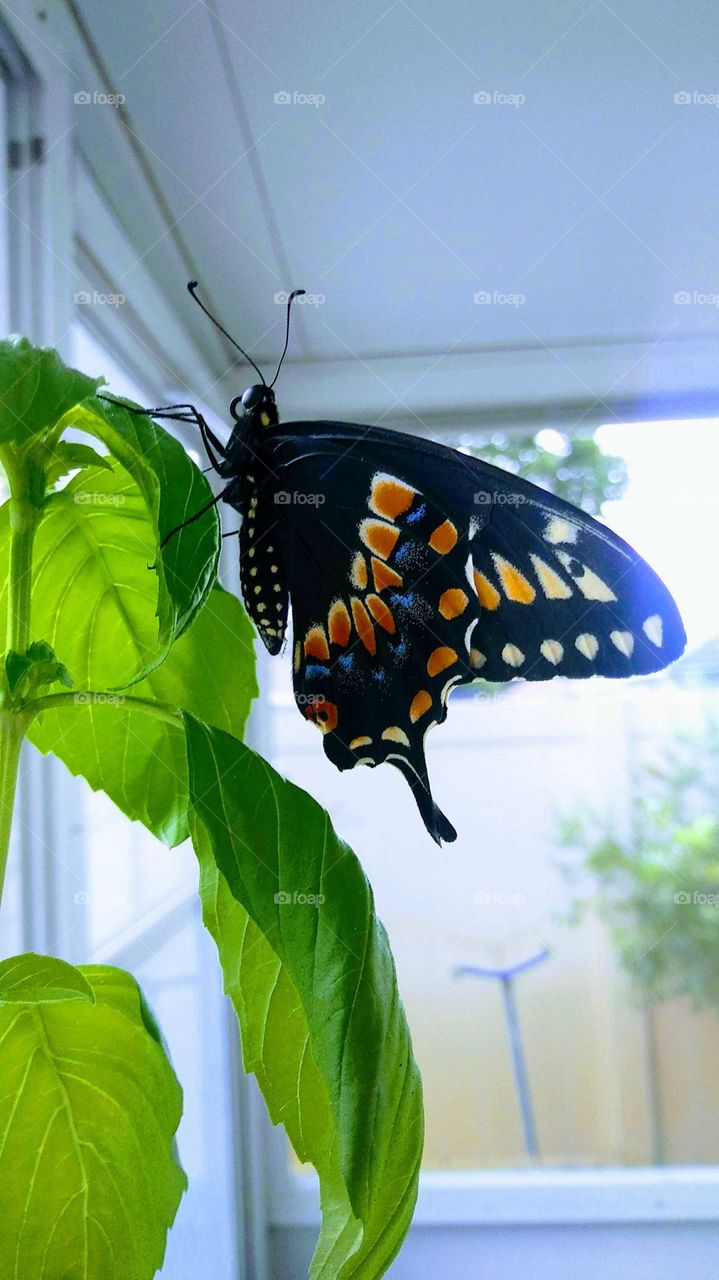 Black Swallowtail Butterfly Profile