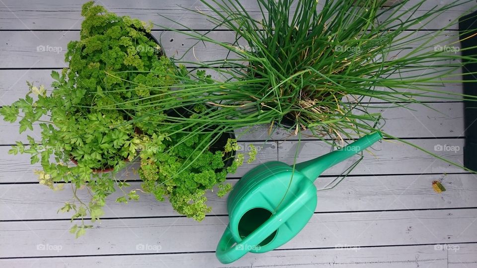 Potted plant near watering can