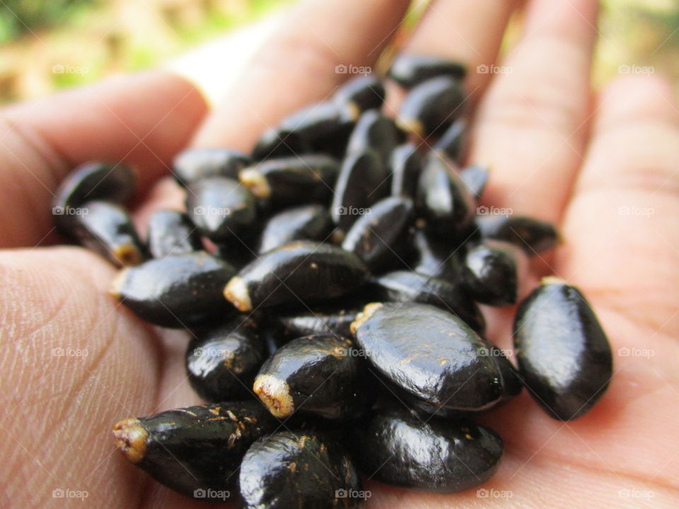 seed on hand