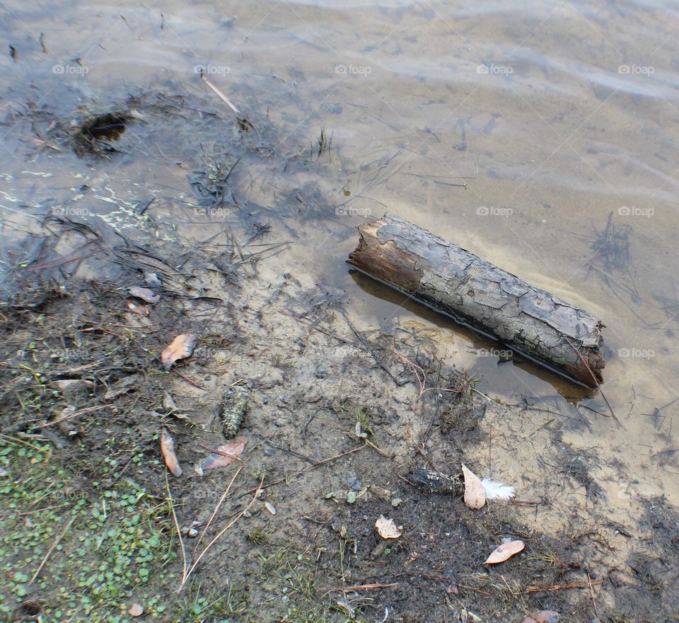 Log and feather in the water 