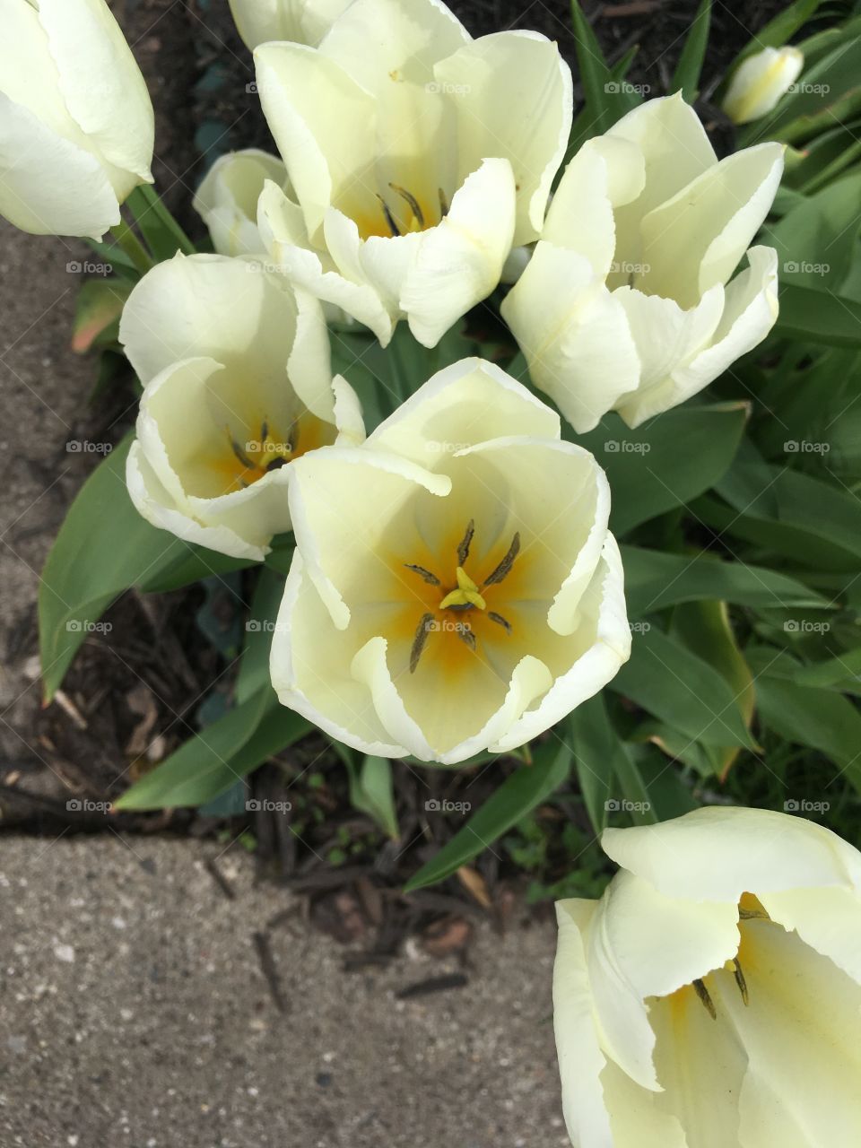 Cream tulips 