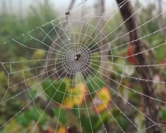 Spider web in a garden.