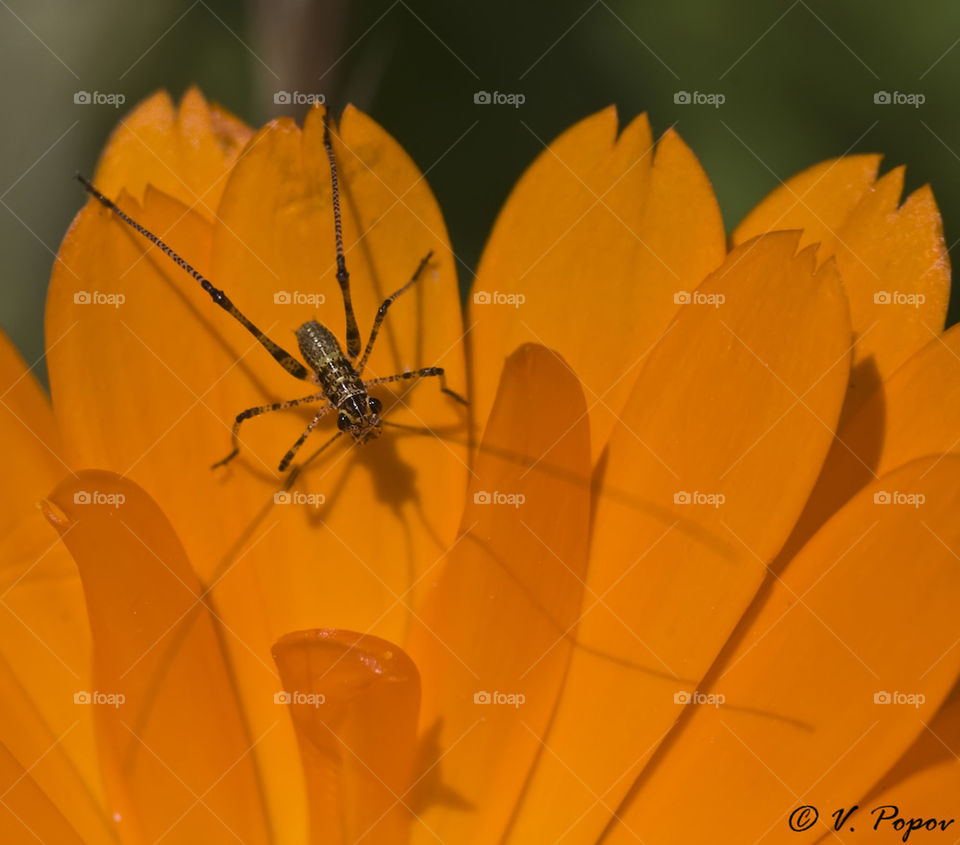 A small grasshoper on orange flower