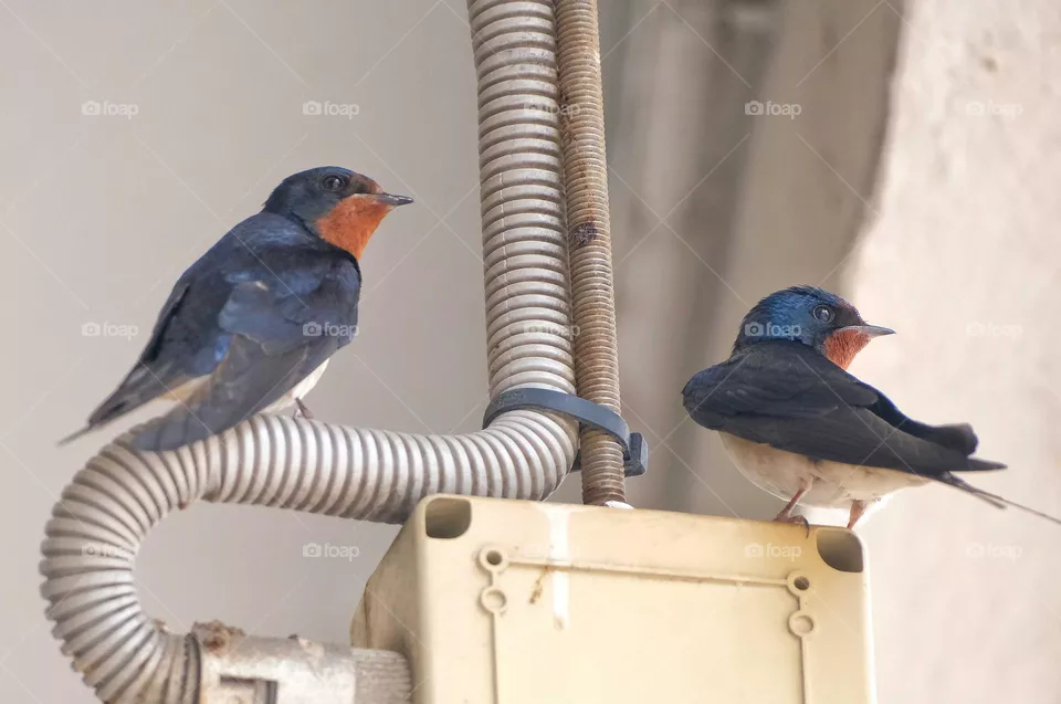 bird