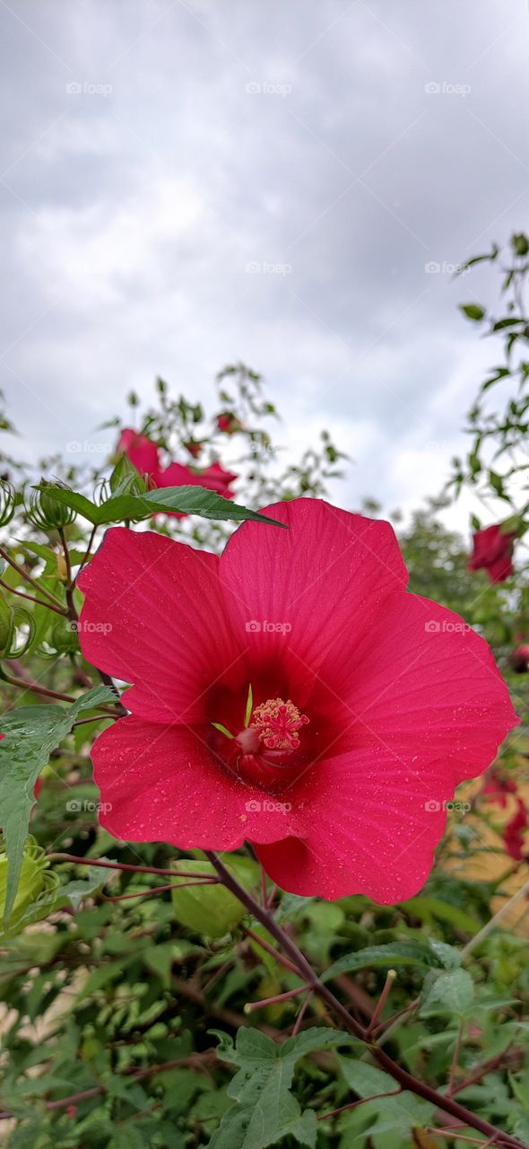 One of the most common mallow species is the marsh hibiscus. It has a beautiful flower with pink, purple or terracotta spots near the base of the corolla, up to 16 centimeters in diameter.