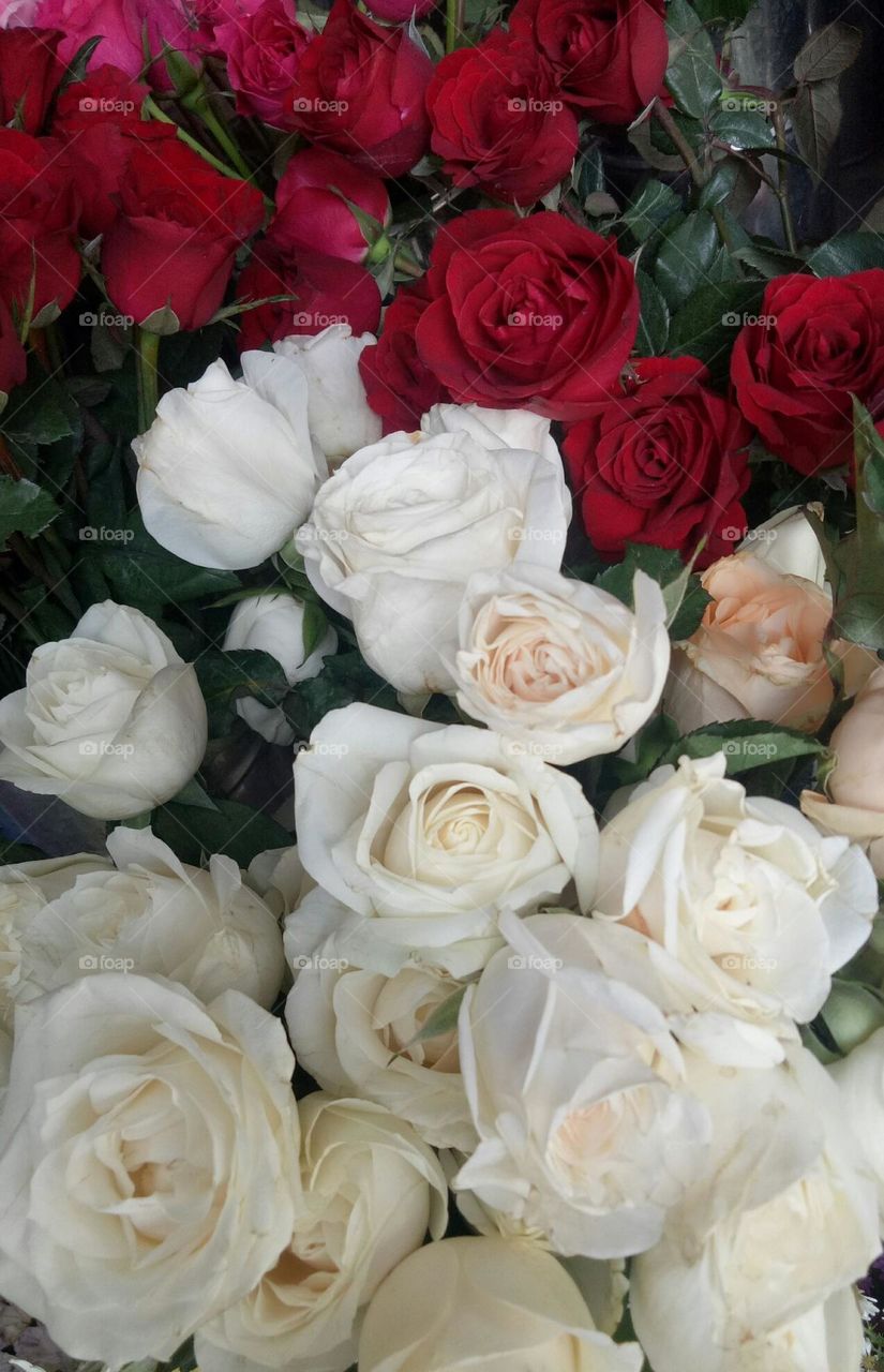white ros and red