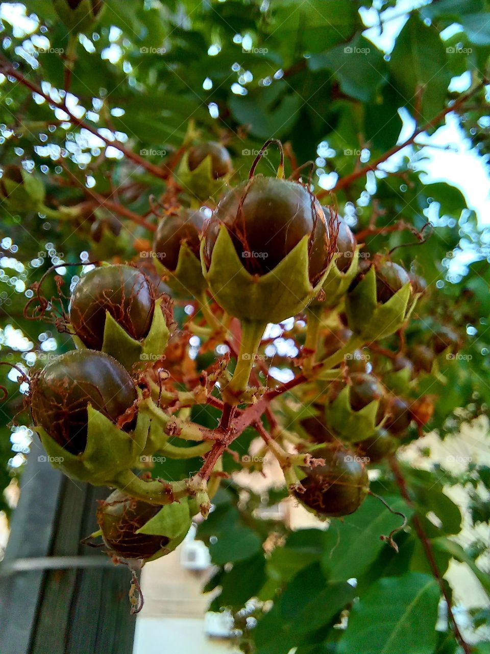 Lagerstroemia indica