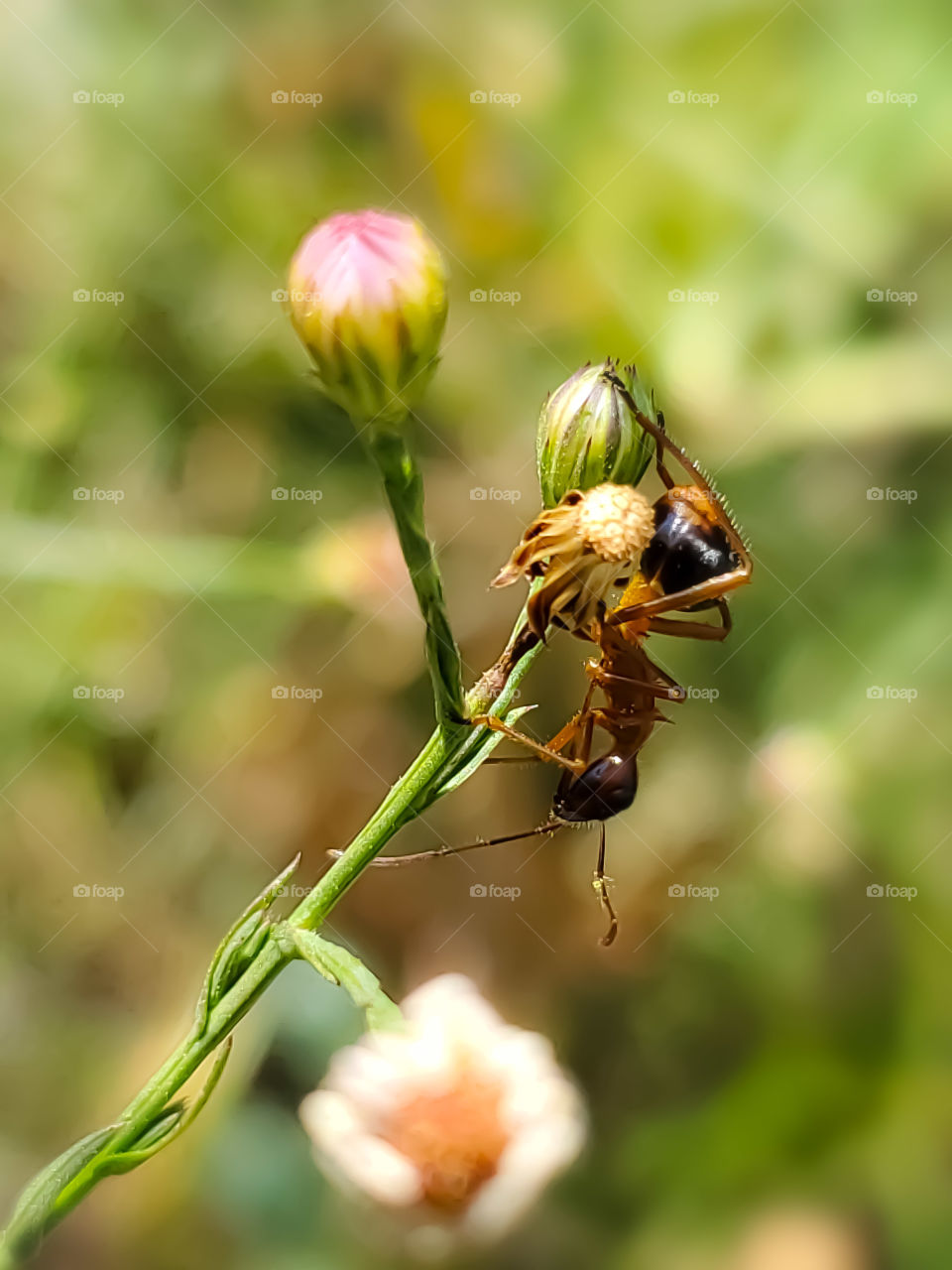 alydidae nymph on a wildflower