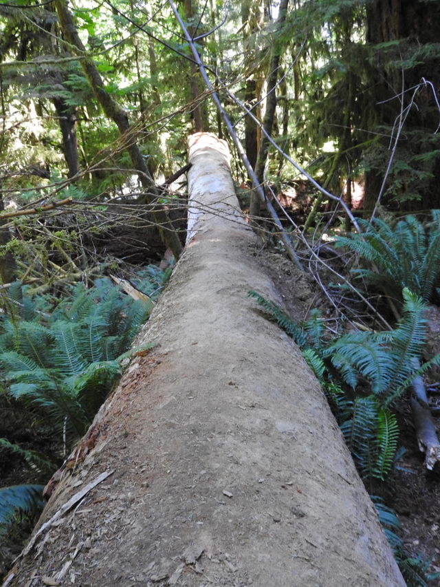 Fallen giant
