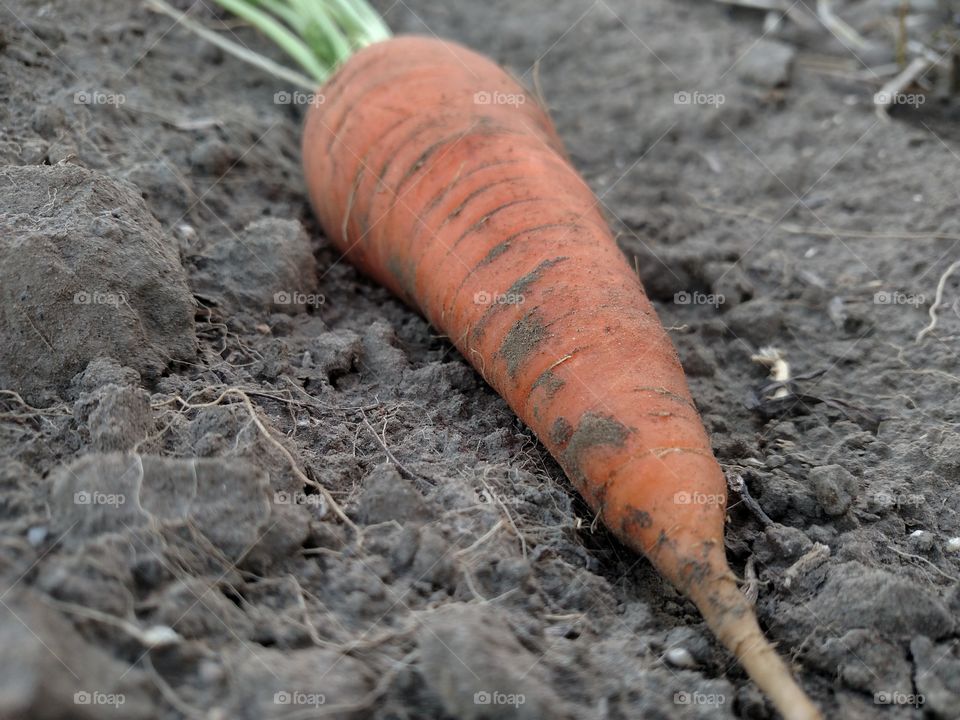 Fresh orange carrot.