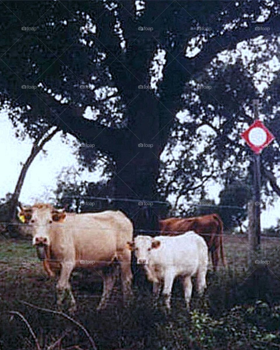 Cows in Field