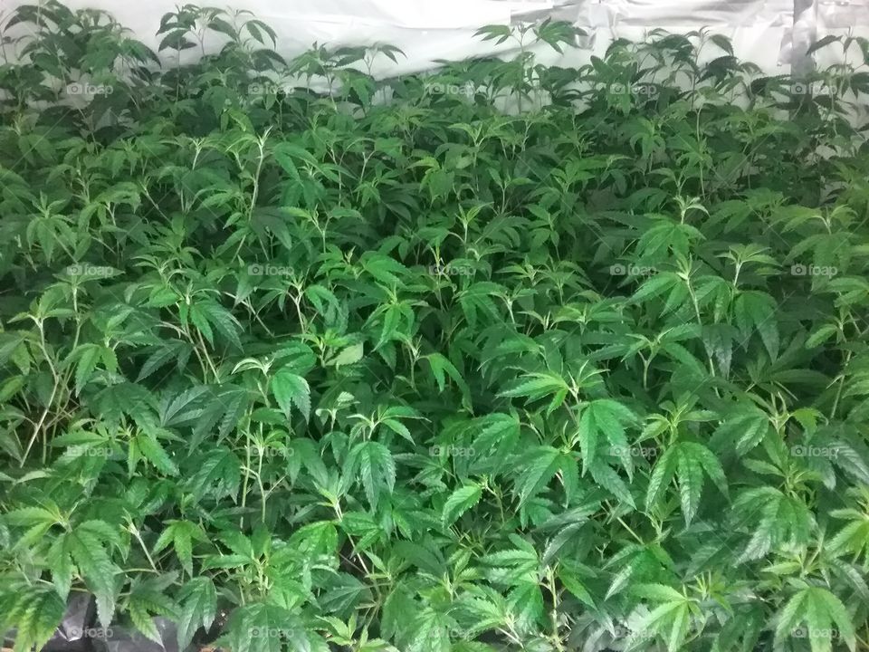 medical marijuana,  weed ,pot, thc, clones