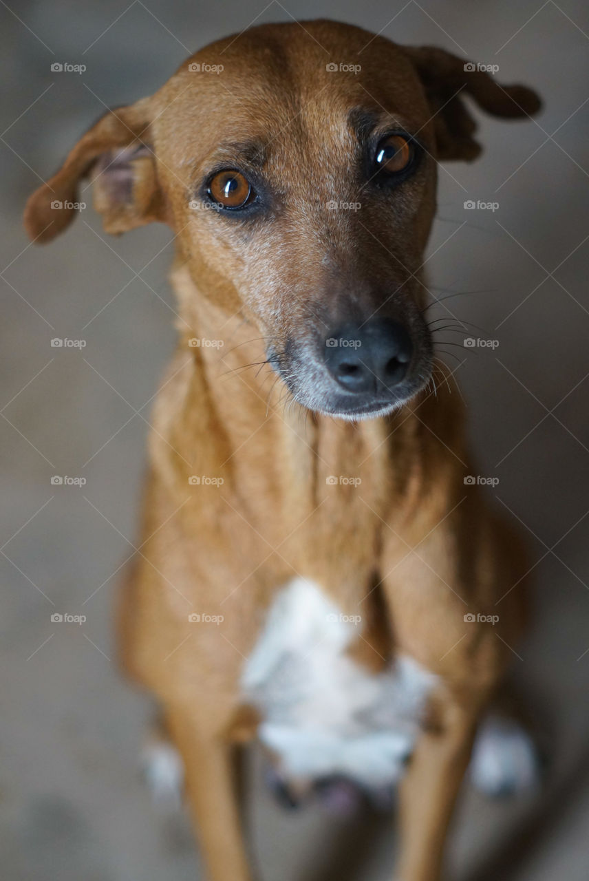 A street dog saved to a shed where she received food - gratitude