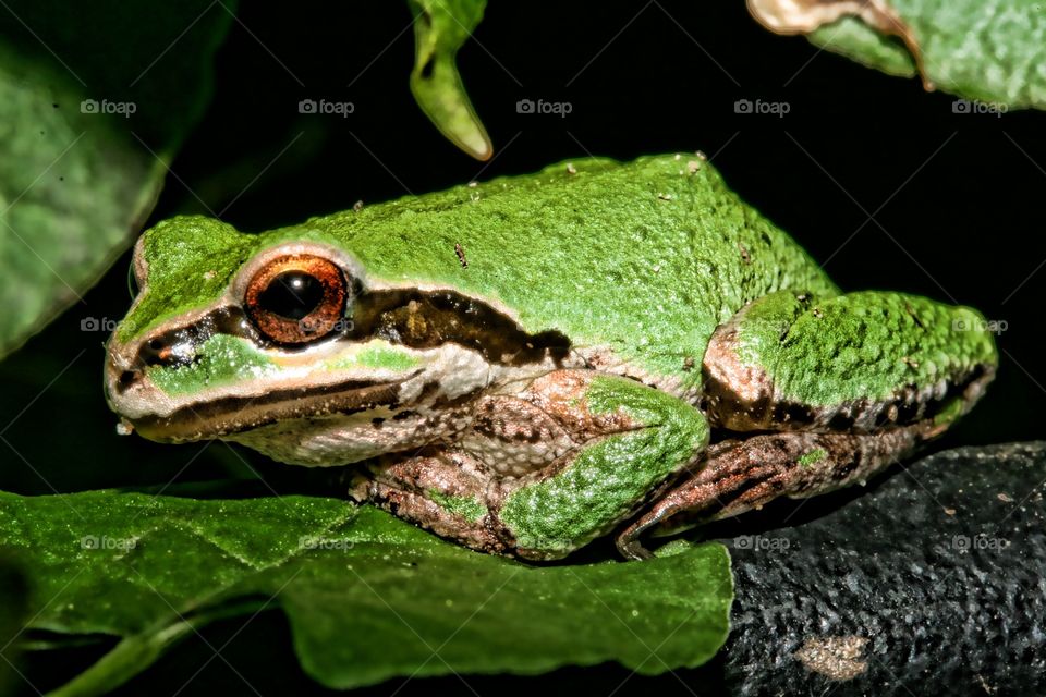 Green Frog