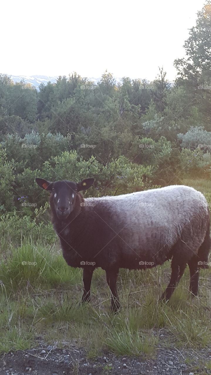 black and white sheep